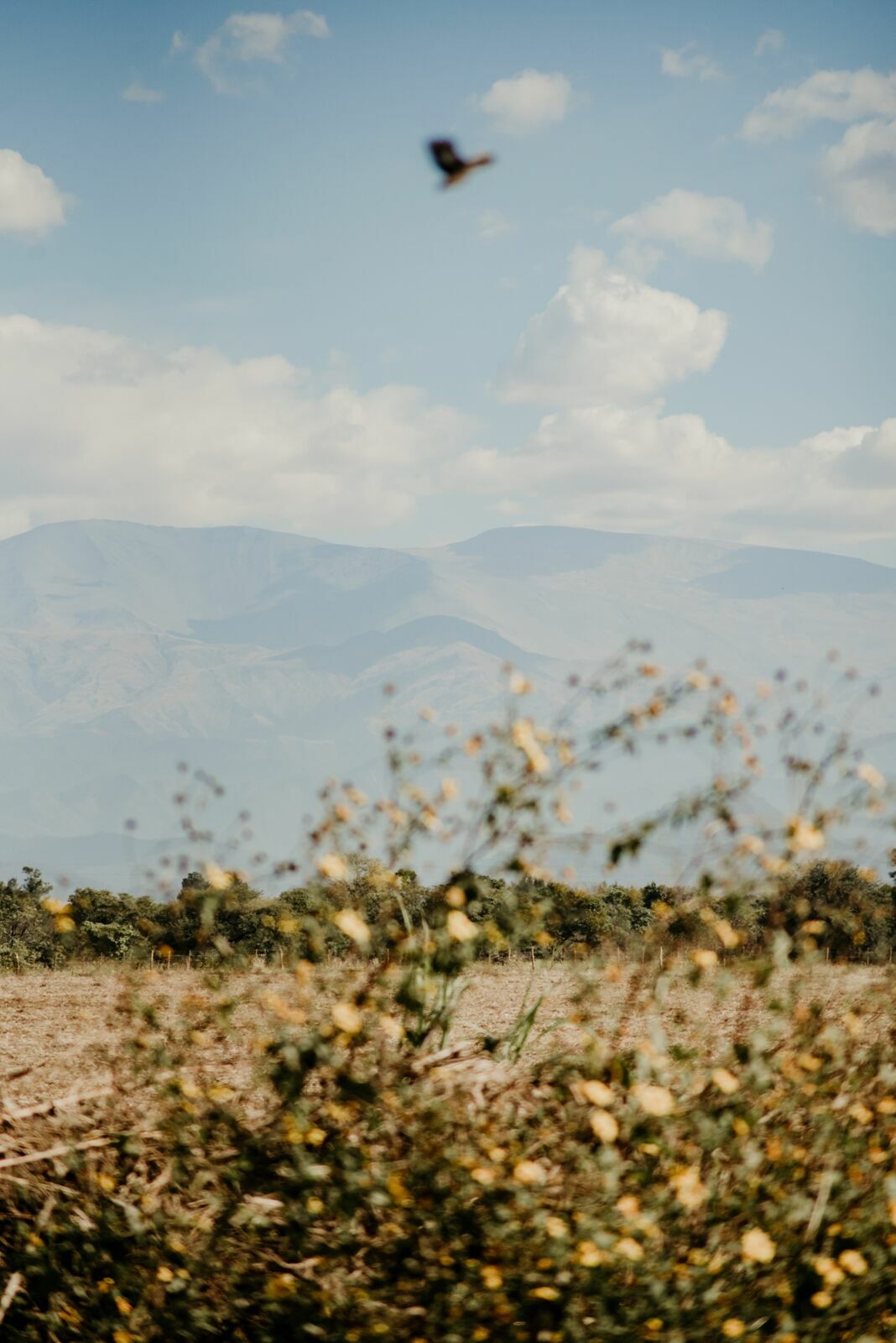 Foto Deserto do Atacama - Uma viagem memorável! - Imagem 1