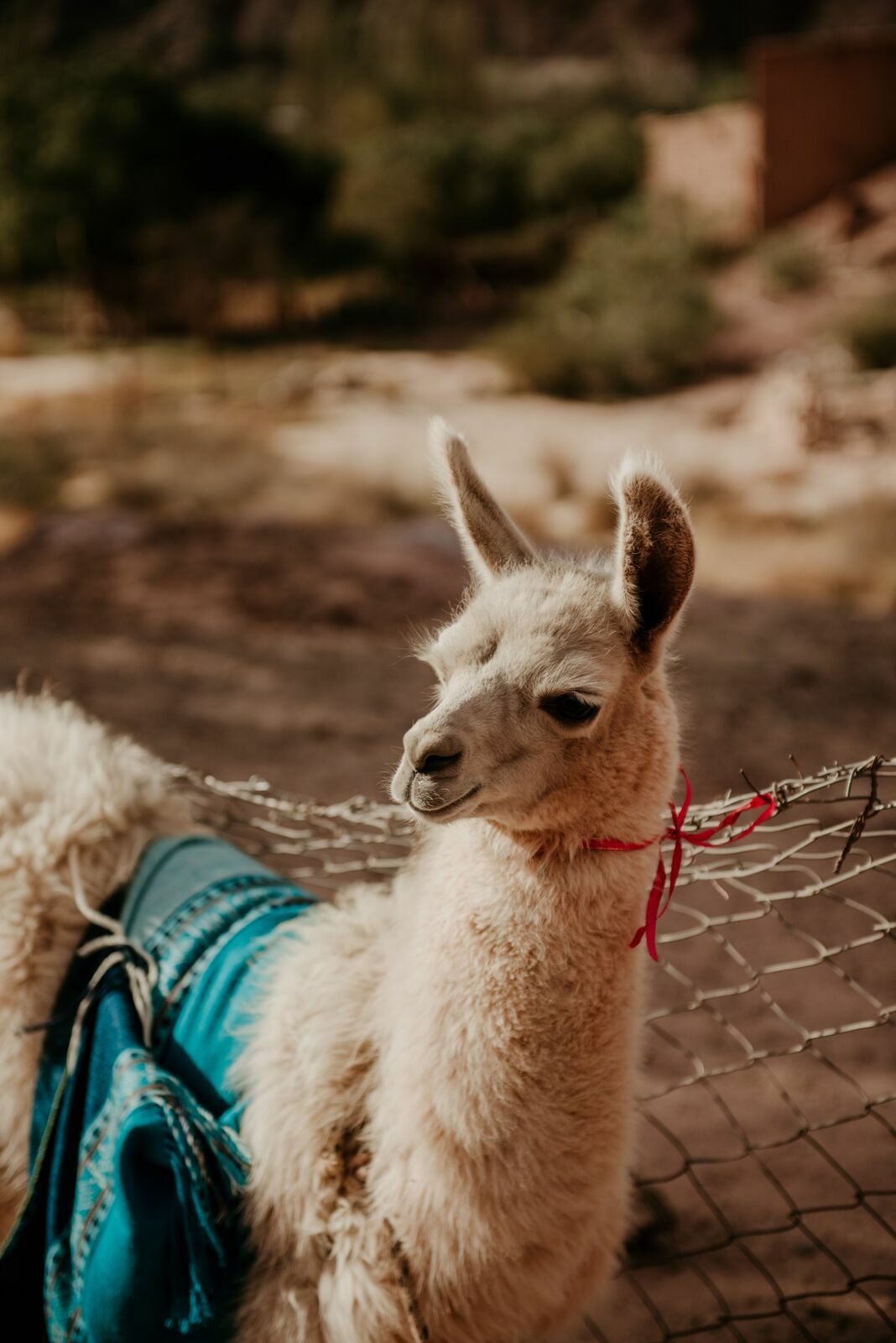 Foto Deserto do Atacama - Uma viagem memorável! - Imagem 22