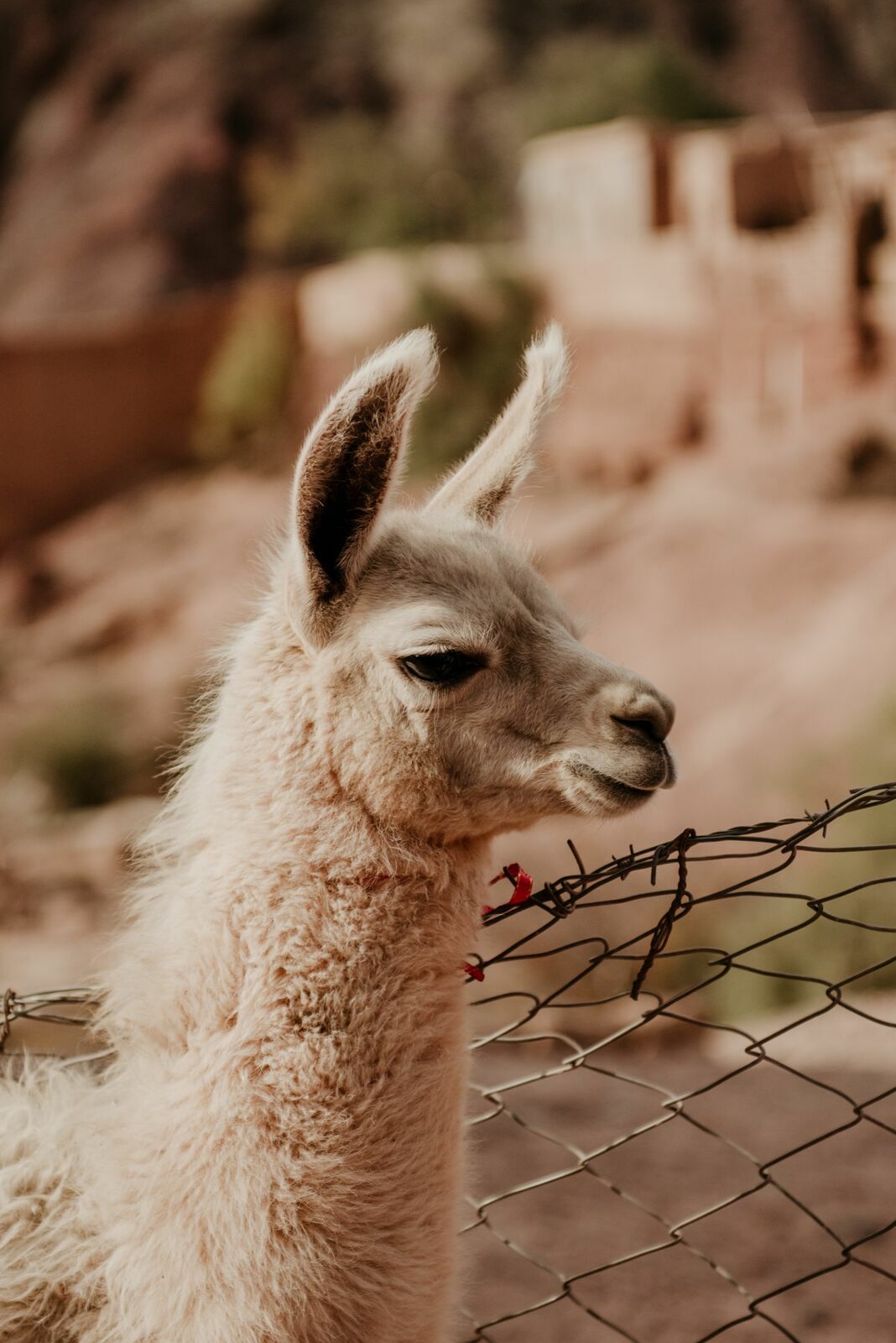 Foto Deserto do Atacama - Uma viagem memorável! - Imagem 23