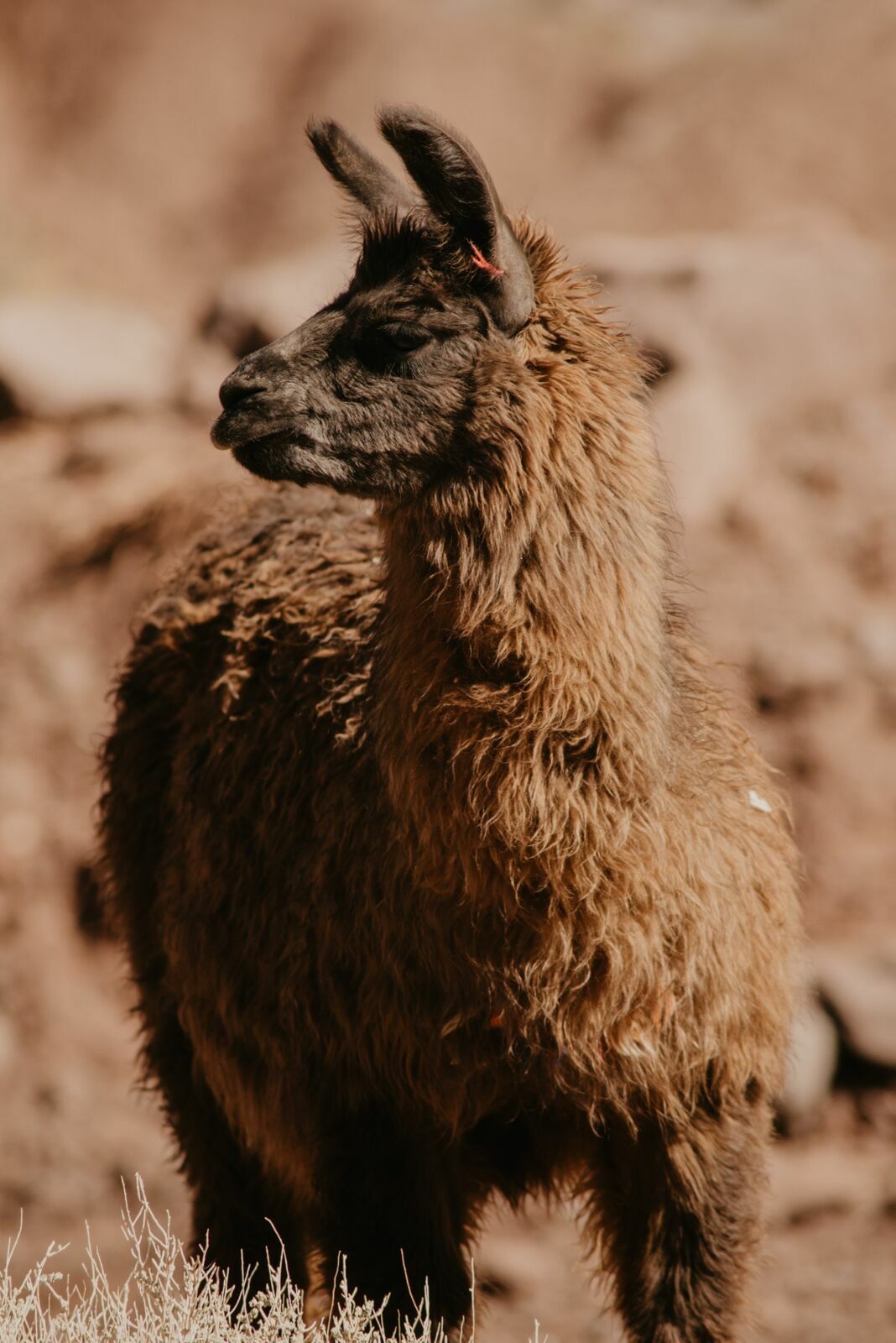Foto Deserto do Atacama - Uma viagem memorável! - Imagem 88