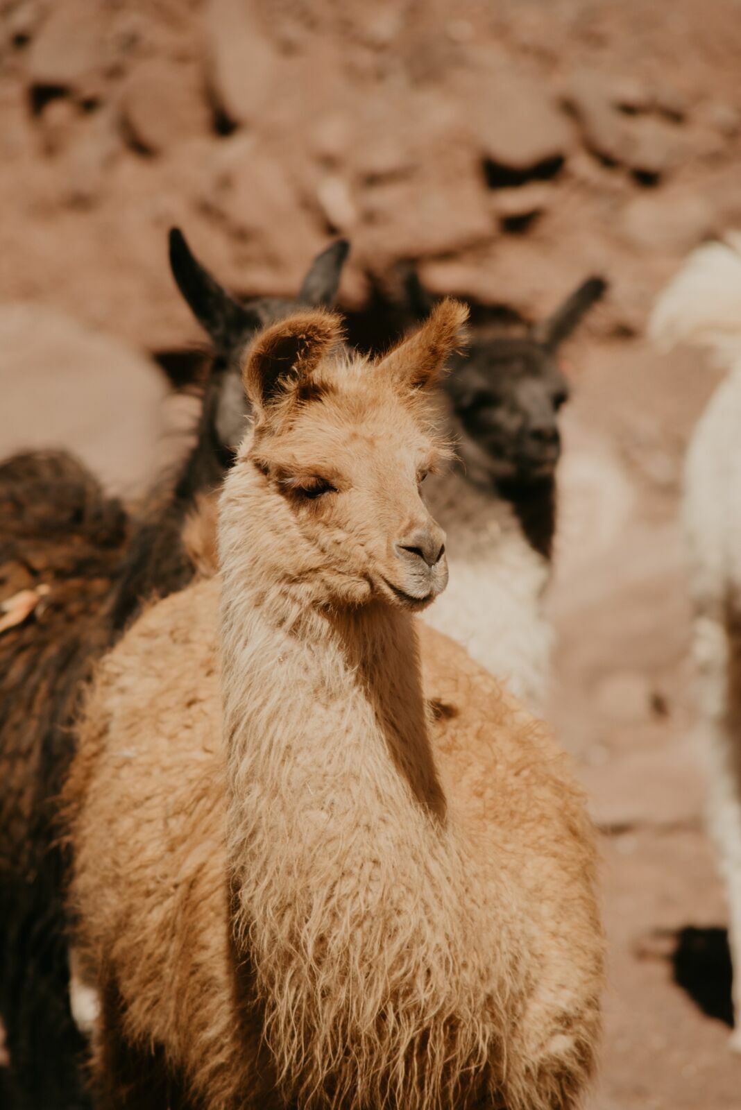 Foto Deserto do Atacama - Uma viagem memorável! - Imagem 85