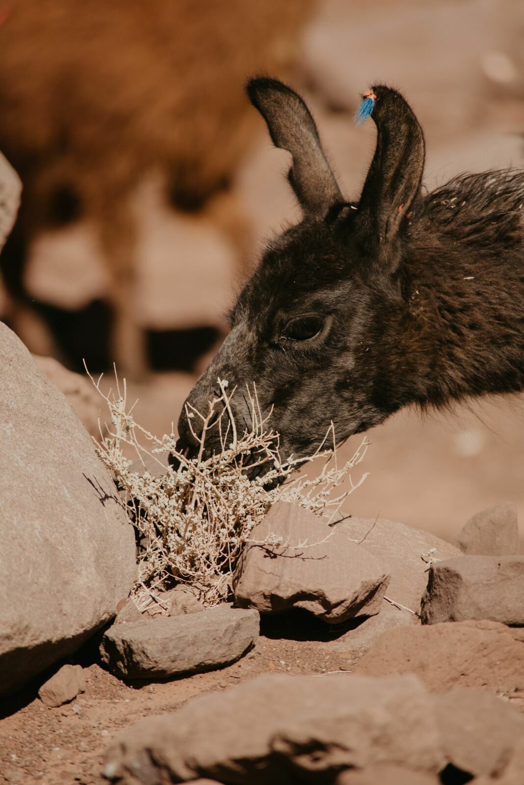 Foto Deserto do Atacama - Uma viagem memorável! - Imagem 86
