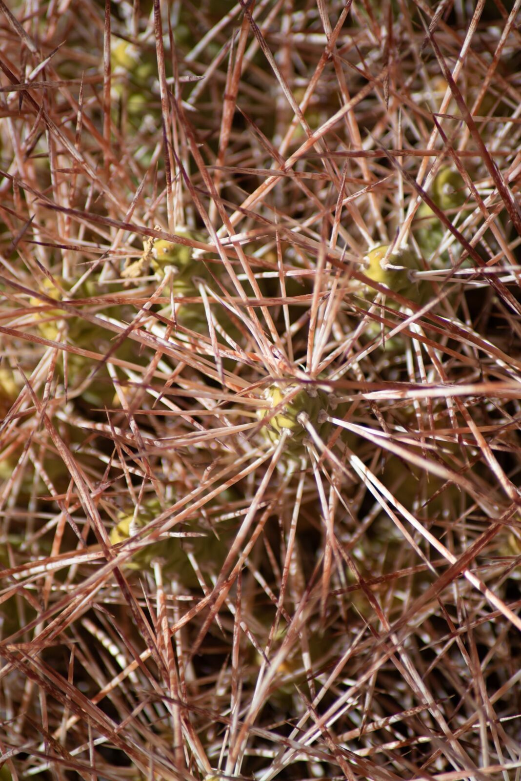 Foto Deserto do Atacama - Uma viagem memorável! - Imagem 79