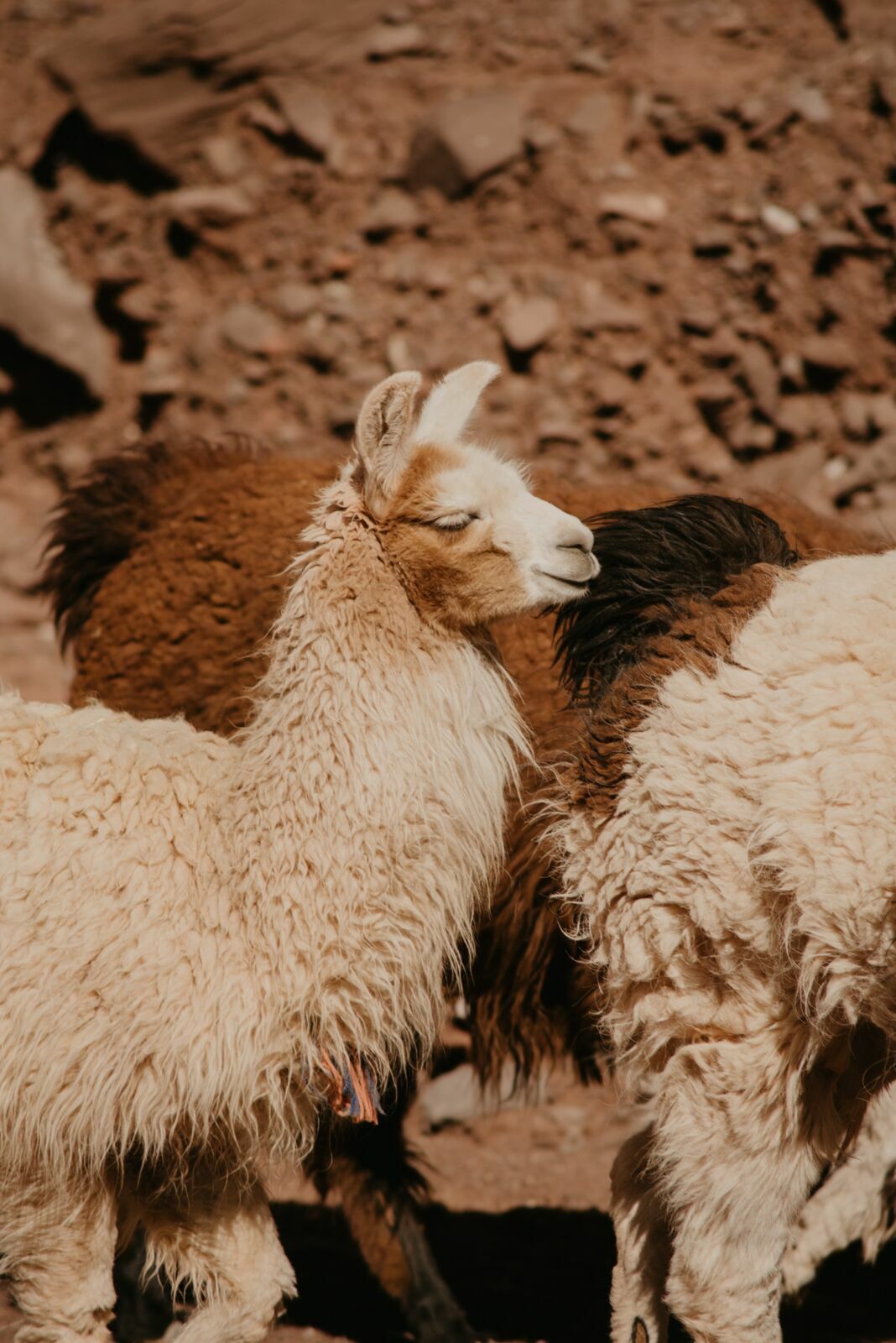 Foto Deserto do Atacama - Uma viagem memorável! - Imagem 83