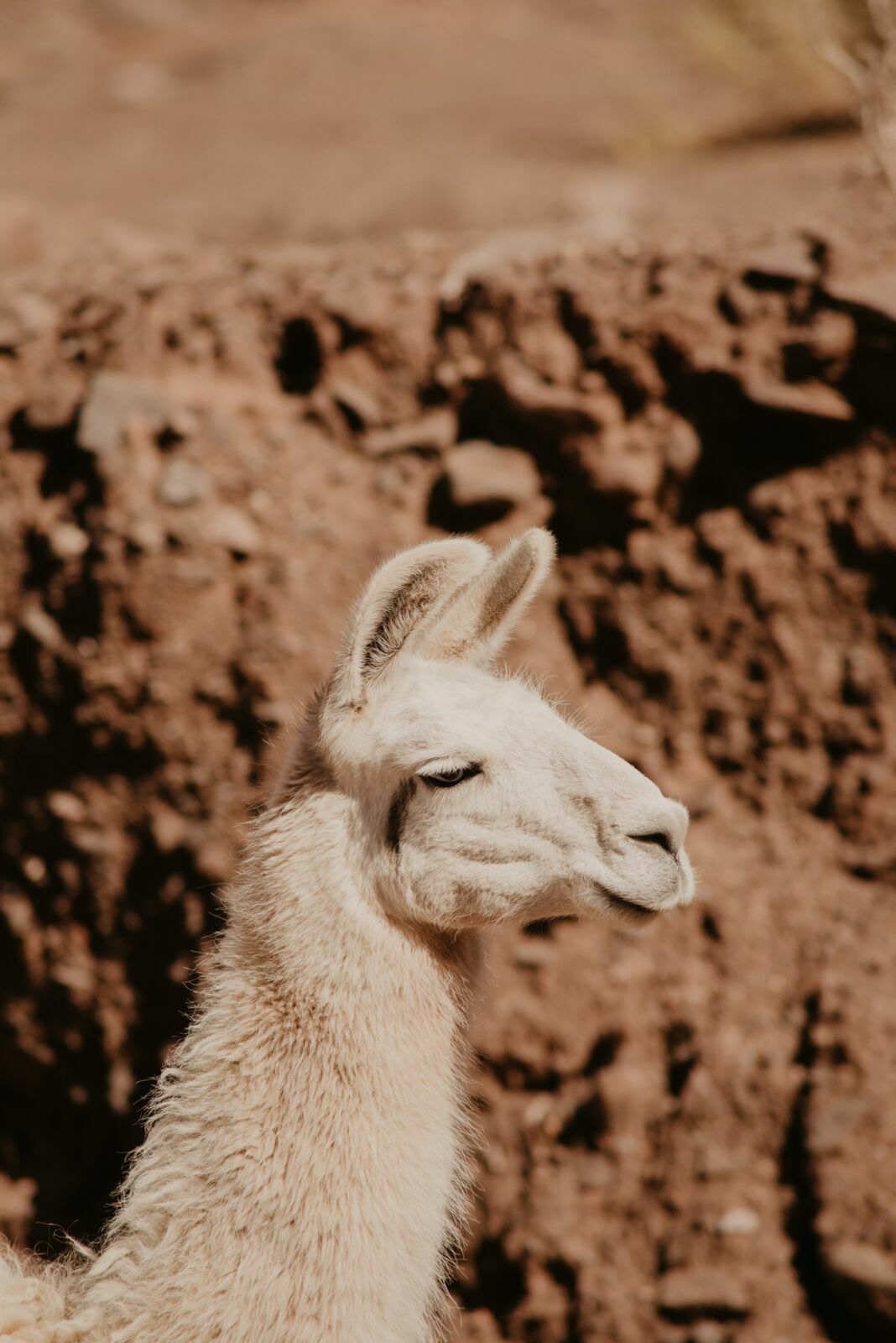 Foto Deserto do Atacama - Uma viagem memorável! - Imagem 84