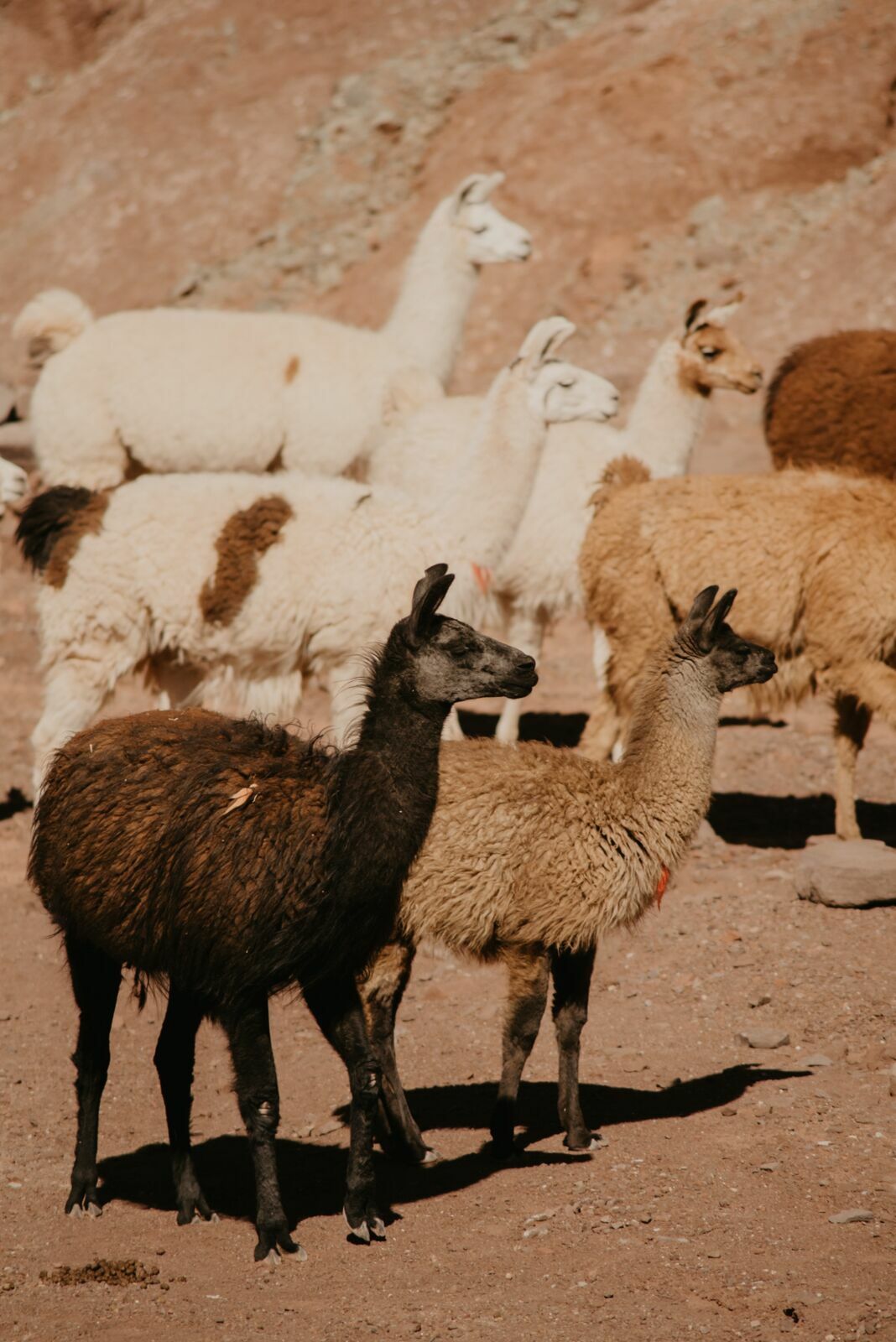 Foto Deserto do Atacama - Uma viagem memorável! - Imagem 82